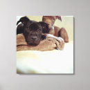 Search for looking down canvas prints Looking at camera