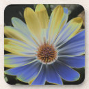 Search for african daisy coasters Daisies