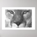 Search for lion photography posters White
