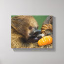 Search for sloth canvas prints Wildlife
