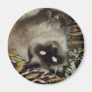 Search for fluffy magnets Pets