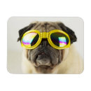 Search for pug magnets Animal