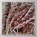 Search for fern leaves posters Photography