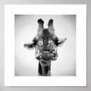 Search for black and white giraffe posters Photograph