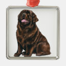 Search for newfoundland dog christmas tree decorations Brown