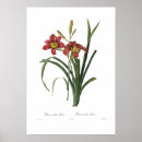 Search for hemerocallis posters Flora
