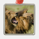 Search for side view christmas tree decorations Nature