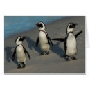 Search for african penguin postcards Horizontal