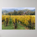 Search for grapevine posters Napa valley