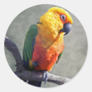 Search for conure stickers Pet