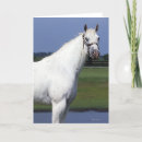 Search for appaloosa horse cards Equestrian