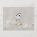 Search for beach baby postcards Long island
