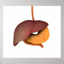Search for human digestive system posters Liver