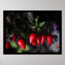 Search for chilli posters Plant
