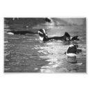 Search for black and white penguin posters Wildlife