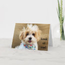 Search for havanese dog cards Photography