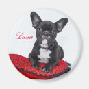 Search for small pet magnets Unique