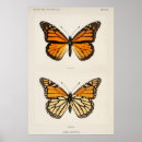Search for monarch butterfly art Illustration