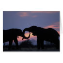 Search for rift Wildlife