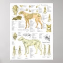 Search for veterinarian posters Veterinary