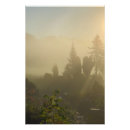 Search for misty trees posters Morning