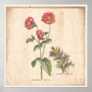 Search for bachelor art Botanical