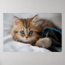 Search for cat in clothes posters Japan