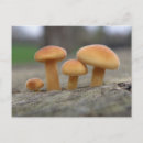 Search for toadstool postcards Fungi