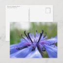 Search for bachelor horizontal postcards Cornflower