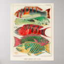 Search for antique fish print posters Illustration