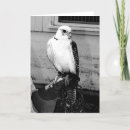 Search for falconry cards Hunting