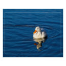 Search for little duck posters Nature