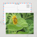 Search for pollinating postcards Bee