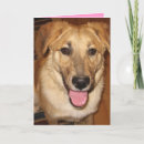 Search for golden retriever valentines day cards Animal