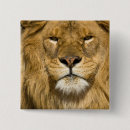 Search for panthera badges Lion
