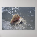 Search for florida seashells posters Ocean