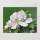 Search for apple tree blossoms postcards Nature