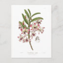 Search for dendrobium postcards Orchid