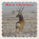 Search for buck coasters Wildlife