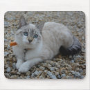 Search for kitty mouse mats Pattern