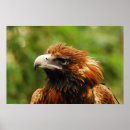 Search for eagle in winter art Nature