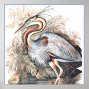 Search for audubon watercolors posters Vintage