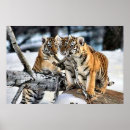 Search for tiger cub posters Beautiful