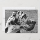 Search for great dane invitations Cute