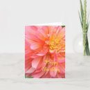 Search for dahlia birthday cards Photography
