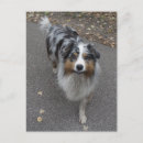 Search for herding vertical postcards Funny