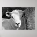 Search for lambs posters Cute