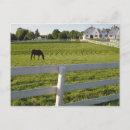 Search for animals of north america postcards Outdoors