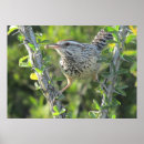 Search for wrens posters Wildlife