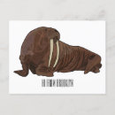 Search for walrus postcards Odobenus rosmarus